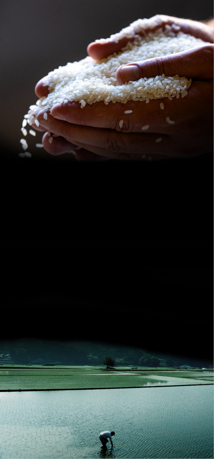 ข้าวญี่ปุ่นคุณภาพสูง